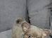 Mesmerizing Chihuahua Boy Ready to Melt Your Heart.