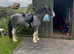 15:2 Blagdon cob gelding