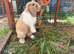 Mini lop doe