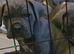Cane corso puppies