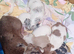 *Outstanding* Dachshund puppies 13th June