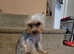 Tiny boy Koby for stud only, silver Yorkshire terrier