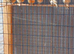 Canarys for sale different colors cocks and hens this year's and last