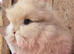 Pure bred double maned lionhead buck