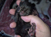Beautiful litter of 3