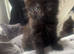 2 black female kittens available for sale