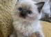 Pure Ragdoll kittens stunning 2 left