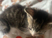 For sale 5 beautiful stunning male kittens 10 weeks old