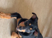 14 week old kelpie x collie puppy