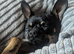 1 year old male chihuahua 300 Ono