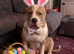 American Bulldog cross