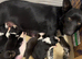 Baby Border Collie Only one available