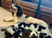Gorgeous litter