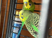 Budgies