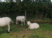 Selection of Rams available