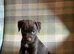 Quality Patterdale Terrier Puppies
