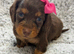 Kc registered mini long haired dachshund