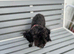 Toy poodle girl