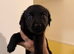 Rotador puppies for sale