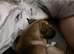 Cute puppy URGENT