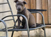 KC registered blue staffy