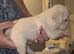 5 week old frenchie pups