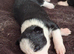 border collie puppies