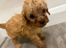 Cavapoo