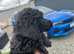 Miniature poodles ready to be homed
