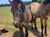 Connemara gelding,yearling