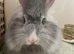 Beautiful 4months old angora rabbit