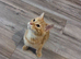 Pixie bob mixed kittens now ready to leave