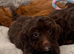 4 LEFT!! Stunning litter of 5 F1 cockapoo puppies