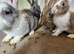 Continental giant bunnies