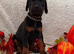 EuropeanDobermanPuppies