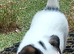 Chihuahua x Jack Russell