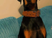 Doberman stud