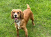 Female cocker spaniel puppy