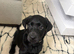 Gorgeous kc registered black Labrador girl