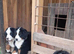 Bernese mountain pups