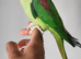 Handreared Silly Tame Alexandrine Parrot