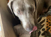 2 Girl Silver Labrador puppies for sale ready 20/9/ 2026