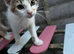 Cute kitten free