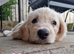Labradoodle puppies for sale