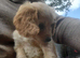 Cavapoo poo's