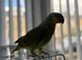 Got a nice orange Amazon Parrot for sale