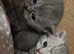 Full British short hair kittens