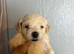 Maltese x bichon healthy beautiful puppies