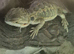 Bearded dragon with full set up
