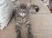 Maine Coon kittens
